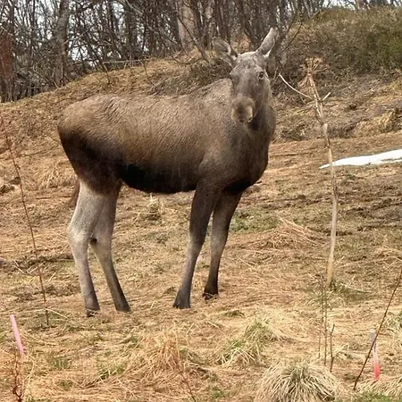 Cc's House アパート *